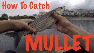 How To Catch Mullet  Fishing Guide [upl. by Ainos]