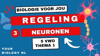 5 vwo  Regeling  3  Het zenuwstelsel neuronen [upl. by Llebyram]