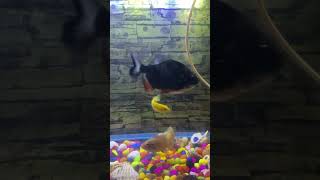 Feeding time for piranha fish monsterfish cleanwater fish fishing mealtime aquarium [upl. by Zabrina784]