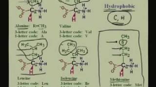 Lecture  1 Amino Acids I [upl. by Jew381]