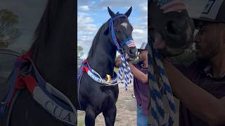 El Pando Hermoso Ejemplar y Ligero de Durango México🐎🇲🇽 caballoscorriendo horse [upl. by Sisi]