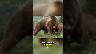 Epic Showdown Grizzly vs Cougar Who Will Triumph [upl. by Eecyak]