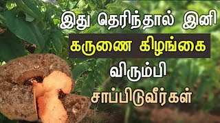 Karunai Kilangu Health Benefits in Tamil  Health Tips in Tamil [upl. by Fauman]