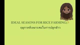 Rice In Thailand Episode 2 How Thai Rice is Grown [upl. by Adiuqram800]