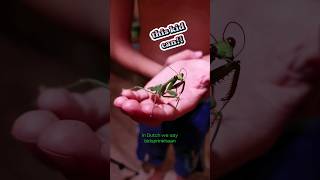 Could you Handle a Large Praying Mantis Why you Cant Freak Out😱 prayingmantis animals shorts [upl. by Ahsaet521]