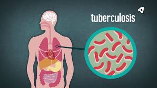 ¿Qué es una bacteria [upl. by Brower]