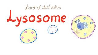 Lysosome [upl. by Oiram]