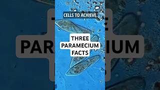 3 Facts about Paramecium science microscopic pondwater [upl. by Intosh]