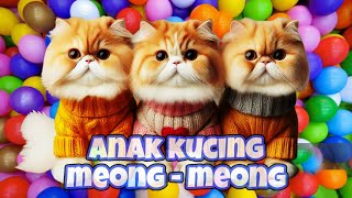 Anak Kucing Meong Meong ‼️ Kitten Meow Meow ‼️ Lagu Kucing Meong Meong [upl. by Kcira]