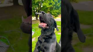 DogOnyx is Always Happy and Playful dog yt foryou shortsfeed fyp doglover [upl. by Gent]