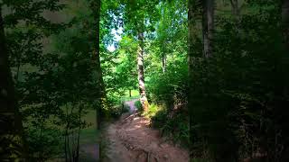 A Tranquil Forest Pathway Showcasing Lush Greenery and Sunlight Filtering Through Trees During a [upl. by Oralle]