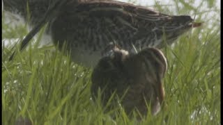 Bécassine des marais  Jack Snipe  Bekassine  Gallinago gallinago [upl. by Harland]