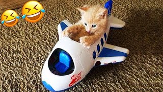 You Need a Cat for Daily Laughs 😂 Funny Animal Videos 2024 😂 [upl. by Erodavlas]