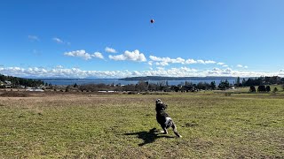 Harley the bordoodle visiting Whidbey Island in such a beautiful sunny winter day ☀️😎 [upl. by Rebecka]