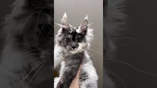 Polydactyl Maine coon cat [upl. by Occor]