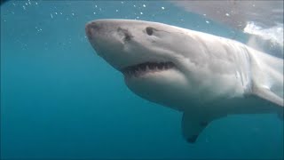 Great White Shark Vicious Territorial Attack on Diver  Omar Conger [upl. by Ardnusal]