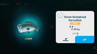 Creatured of the Deep  Green Humphead Parrotfish Guaranteed Location [upl. by Trebron517]