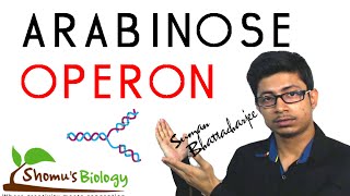 Arabinose operon [upl. by Ntisuj]