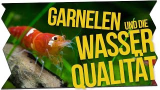 GARNELEN amp DIE WASSERQUALITÄT  GarnelenTv [upl. by Celtic]