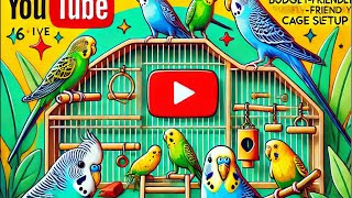 Cockatiels amp Budgies A Day Inside the Cage 🐦  Live from Birdiolog [upl. by Keary]