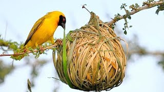 15 Most Amazing Nests In The Animal World [upl. by Aipotu565]