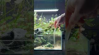 SHALLOW AQUASCAPE GROWTH IS AMAZING aquatic plantedtank aquascape fishtank [upl. by Niddala809]