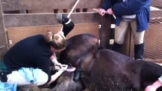 Horse being gelded castrated surgery [upl. by Draper]