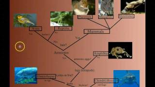 Vertebrate Diversity An Introduction [upl. by Noyr345]