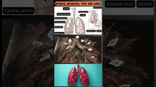 Parts of the Bronchial Tree and Lungs A Quick Overview 🫁 [upl. by Airtina739]