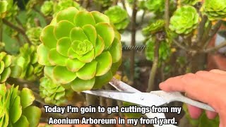 Aeonium Arboreum Arrangement [upl. by Ahsed]