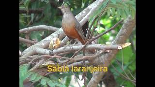 Avifauna sítio Adalmário Mutum [upl. by Charron628]