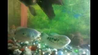 Blue gouramis male or female [upl. by Eralc]