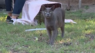 Concerns over someone trapping killing feral cats in westside SA neighborhood sparks investigation [upl. by Godfry]