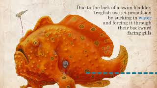 Frogfish facts  Marine Life in 45 Seconds [upl. by Peg74]