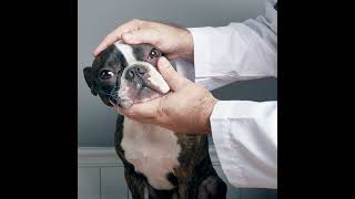 Dry Eye in Dogs – Types and Treatments [upl. by Allisan477]