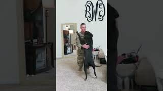 Dog welcomes the owner back home from the military [upl. by Llerad]