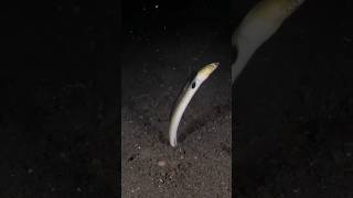 The Highfin Snake Eel A Burrowing Creature animals shorts [upl. by Analise]