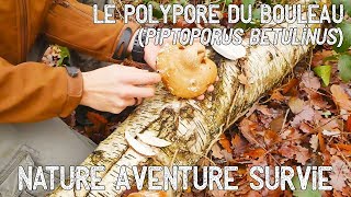 Le Polypore du bouleau Champignon multiusages [upl. by Michon]