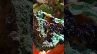 Azurite malachite and limonite associationlike azurite art [upl. by Burrill761]