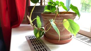 Time Lapse Lemonlime Pothos opening a new leave [upl. by Aborn]