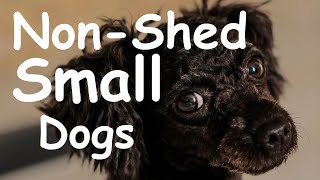 Love Dogs Hate Fur 10 Small Dogs Dont Shed [upl. by Romilda]