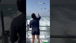 SPI Bay Fishing fish fishing southpadreisland trending trending fyp explorepage tiktok ig [upl. by Irtimed]