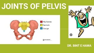 PELVIC JOINTS AND CLINICALS  GROSS ANATOMY ENDOCRINOLOGY MODULE [upl. by Hirsch]