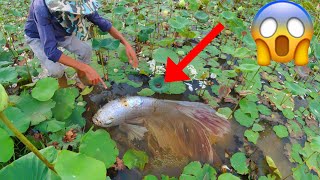 Technique Skill And Found Giant Betta Fish And All Kind Of Bette Fish Near In Rain Season [upl. by Powe]