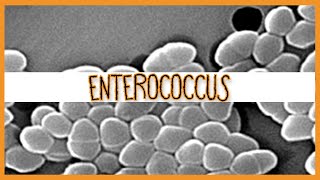 Enterococcus E Faecalis amp E Faecium [upl. by Euqinahs]