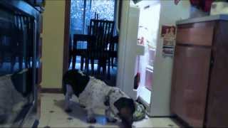 Hungry Basset Hound Raids Fridge [upl. by Gad]