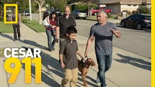 Dog Training How to Get the Whole Family Involved  Cesar 911 [upl. by Pugh]