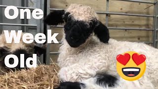 Swiss Valais blacknose sheep Gloria had a Lamb Holly cutest sheep [upl. by Becker]