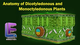 Anatomy of Dicotyledonous and Monoctyledonous  Anatomy of Flowering Plants  Class 11 Biology [upl. by Boelter357]