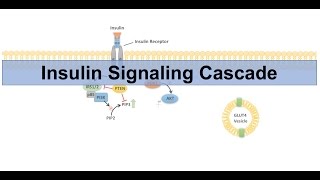 Insulin Signaling Cascade and Downstream Effects  Biochemistry Lesson [upl. by Schach864]